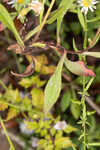 White panicle aster